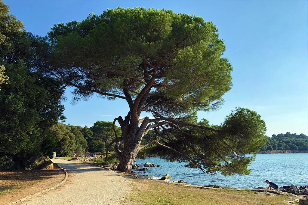Goden Cape, Rovinj
